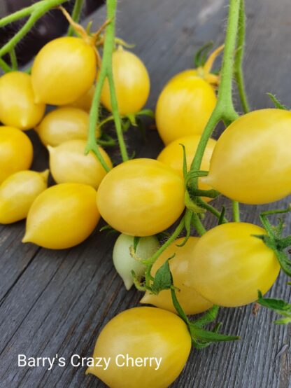 Barry’s Crazy Cherry