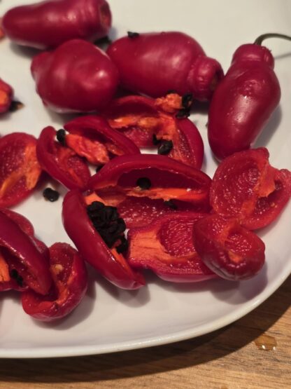 Rocoto Gonda