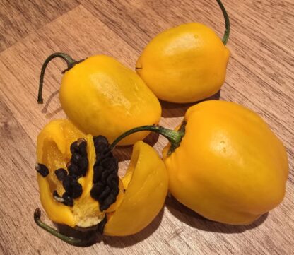 Rocoto Orange
